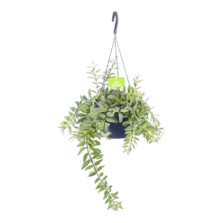 Aeschynanthus Bolero Bicolore - Lipstickplant - In Hangpot - P17 H40 - Kamerplant