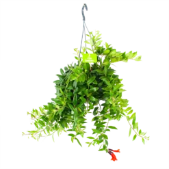 Aeschynanthus Caroline - Lipstickplant - In Hangpot - P15 H25 - Kamerplant