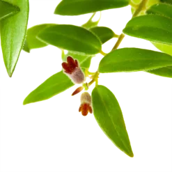 Aeschynanthus Caroline - Lipstickplant - In Hangpot - P15 H25 - Kamerplant -Biezen Winkel aeschynanthus caroline lipstickplant in hangpot p15 h25 6