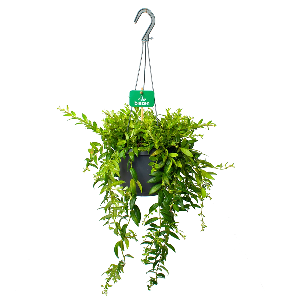 Aeschynanthus Japhrolepis - Lipstickplant - In Hangpot - P17 H50 - Kamerplant 1 Aeschynanthus Japhrolepis - Lipstickplant - In Hangpot - P17 H50 - Kamerplant