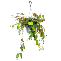 Aeschynanthus Marmoratus - Lipstickplant - In Hangpot - P17 H40 - Kamerplant