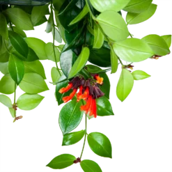 Aeschynanthus Monalisa - Lipstickplant - In Hangpot - P15 H20 - Kamerplant -Biezen Winkel aeschynanthus monalisa lipstickplant in hangpot p15 5