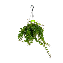 Aeschynanthus Pink Polka - Lipstickplant - In Hangpot - P17 H40 - Kamerplant
