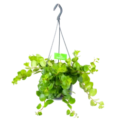 Aeschynanthus Pink Polka - Lipstickplant - In Hangpot - P15 H20 - Kamerplant