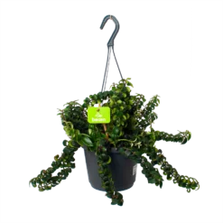 Aeschynanthus Swing - Lipstickplant - In Hangpot - P17 H30 - Kamerplant