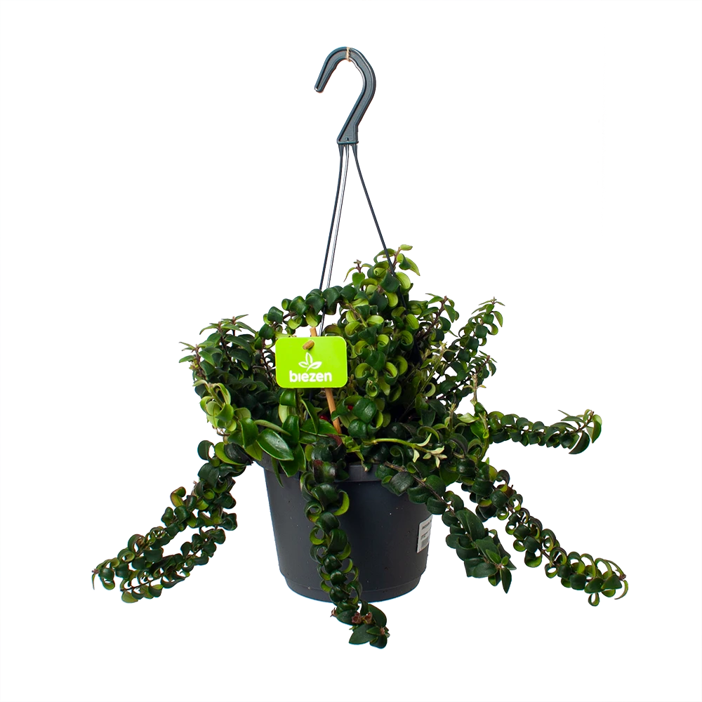 Aeschynanthus Swing - Lipstickplant - In Hangpot - P17 H30 - Kamerplant 1 Aeschynanthus Swing - Lipstickplant - In Hangpot - P17 H30 - Kamerplant
