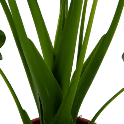 Alocasia Cucullata - Olifantsoor - P21 H90 - Kamerplant -Biezen Winkel alocasia cucullata olifantsoor p21 h90 4