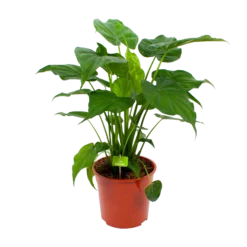 Alocasia Cucullata - Olifantsoor - P27 H80 - Kamerplant