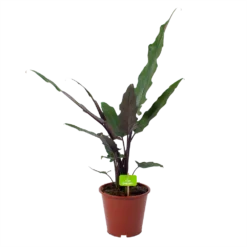 Alocasia Lauterbachiana - Olifantsoor - P19 H70 - Kamerplant