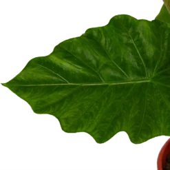 Alocasia Portodora - Olifantsoor - P21 H90 - Kamerplant -Biezen Winkel alocasia portodora olifantsoor p21 h90 4