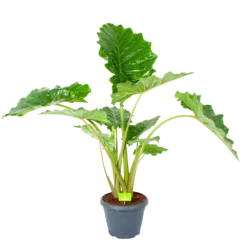 Alocasia Portodora - Olifantsoor - P35 H135 - Kamerplant