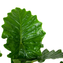 Alocasia Portodora - Olifantsoor - P35 H135 - Kamerplant -Biezen Winkel alocasia portodora olifantsoor p35 h135 6 1