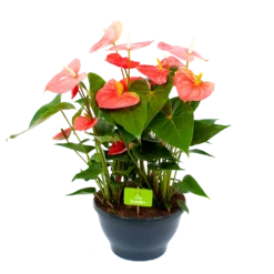 Anthurium Andreanum - Flamingoplant - P30 H80 Roze - Kamerplant