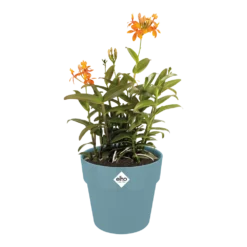 Bloempot Elho B.for Original Rond 30cm -Duifblauw -Biezen Winkel bfor original rond bloempot duifblauw 3 1 1