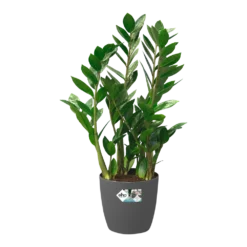 Bloempot Elho Brussels Rond 40cm - Met Wielen - Antraciet 10 Bloempot Elho Brussels Rond 40cm - Met Wielen - Antraciet -Biezen Winkel bloempot elho brussels rond 40cm met wielen antraciet bloempot antraciet 5 1