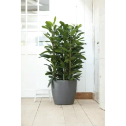 Bloempot Elho Brussels Rond 40cm - Met Wielen - Antraciet 11 Bloempot Elho Brussels Rond 40cm - Met Wielen - Antraciet -Biezen Winkel bloempot elho brussels rond 40cm met wielen antraciet bloempot antraciet 6 1