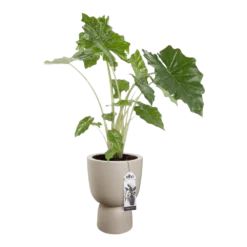 Bloempot Elho Pure Coupe - D35 X H49cm - Beige -Biezen Winkel bloempot elho pure coupe d35 x h49cm beige bloempot beige 4 1
