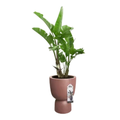 Bloempot Elho Pure Coupe - D35 X H49cm - Rose -Biezen Winkel bloempot elho pure coupe d35 x h49cm rose bloempot roze 4