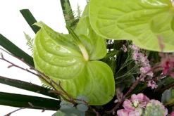 Boeket Anthurium Groot 9 Boeket Anthurium Groot -Biezen Winkel boeket anthurium boeketten 4 2