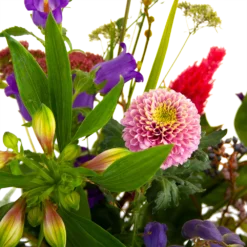 Boeket Paarse Passie Middel -Biezen Winkel boeket paarse passie middel boeketten 4