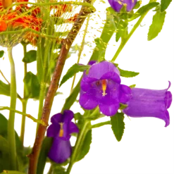 Boeket Plukgeluk Middel -Biezen Winkel boeket plukgeluk middel boeketten 4