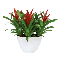 Bloempot Elho Brussels Diamond Ovaal Hoog 36cm - Wit -Biezen Winkel brussels diamond ovaal hoog 36cm bloempot wit 6 6