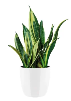 Bloempot Elho Brussels Diamond Rond 30cm - Wit -Biezen Winkel brussels diamond rond 30cm bloempot wit 6 20