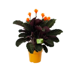 Calathea Crocata - Eeuwige Vlam - P15 H45 - Kamerplant