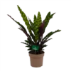 Calathea Insigne - Livingplant - P21 H60 - Kamerplant
