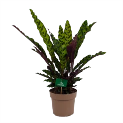 Calathea Insigne - Livingplant - P21 H60 - Kamerplant