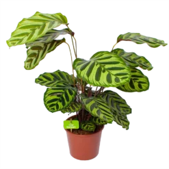 Calathea Makoyana - Pauwenplant - P17 H65 - Kamerplant