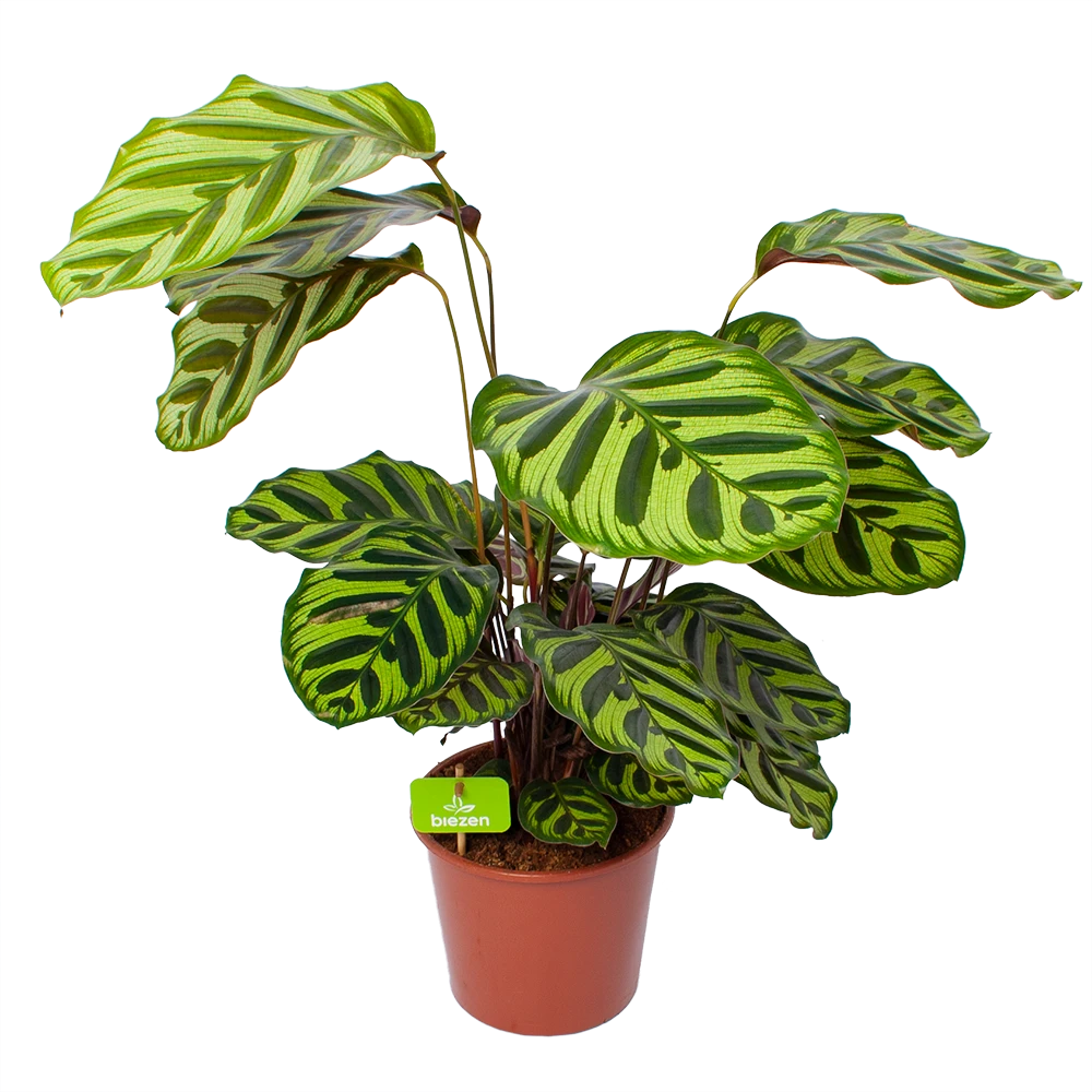 Calathea Makoyana - Pauwenplant - P17 H65 - Kamerplant 1 Calathea Makoyana - Pauwenplant - P17 H65 - Kamerplant