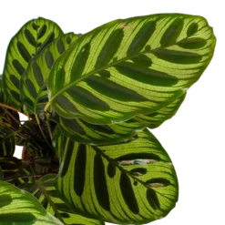 Calathea Makoyana - Pauwenplant - P17 H65 - Kamerplant 6 Calathea Makoyana - Pauwenplant - P17 H65 - Kamerplant -Biezen Winkel calathea makoyana pauwenplant p17 h65 6 2