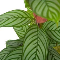 Calathea Oppenheimiana - Schaduwplant - P27 H130 - Kamerplant -Biezen Winkel calathea oppenheimiana schaduwplant p27 h130 6