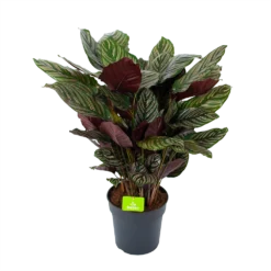 Calathea Ornata - Livingplant - P27 H80 - Kamerplant