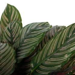 Calathea Ornata - Livingplant - P27 H80 - Kamerplant 6 Calathea Ornata - Livingplant - P27 H80 - Kamerplant -Biezen Winkel calathea ornata livingplant p27 h80 6 3