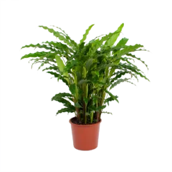 Calathea Rufibarba Bluegrass - Pauwenplant - P17 H65 - Kamerplant