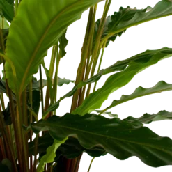 Calathea Rufibarba Bluegrass - Schaduwplant - P21 H85 - Kamerplant -Biezen Winkel calathea rufibarba bluegrass schaduwplant p21 h85 6