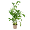 Chamaedorea Seifrizii - Bergpalm - P24 H100 - Kamerplant