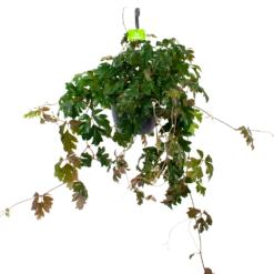 Cissus Rhombifolia - Kamerwijnstok - In Hangpot - P20 H40 - Kamerplant