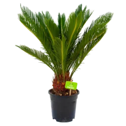 Cycas Revoluta - Vredespalm - P17 H60 - Kamerplant