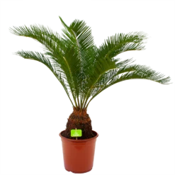 Cycas Revoluta - Vredespalm - P24 H85 - Kamerplant