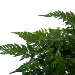 Davallia Teyermannii - In Hangpot - P17 H30 - Kamerplant -Biezen Winkel davallia teyermannii in hangpot p17 h30 6