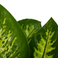 Dieffenbachia Seguine 'Reeva' - P19 H60 - Kamerplant -Biezen Winkel dieffenbachia seguine reeva p19 h60 6