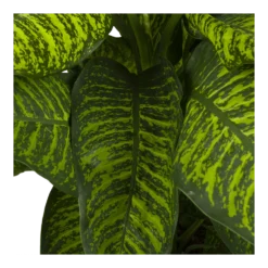 Dieffenbachia Seguine Tropic Jewel - P35 H130 - Kamerplant -Biezen Winkel dieffenbachia seguine tropic jewel p35 h130 4