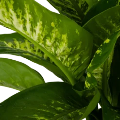 Dieffenbachia Seguine Tropic Snow - P24 H90 - Kamerplant -Biezen Winkel dieffenbachia seguine tropic snow p24 h90 2 4
