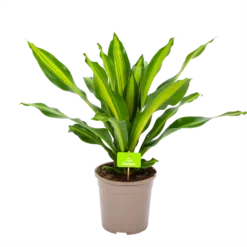 Dracaena Burley - Drakenbloedboom - P24 H90 - Kamerplant
