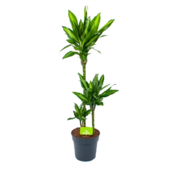 Dracaena Cintho - Op Stam - Drakenbloedboom - P21 H100 - Kamerplant
