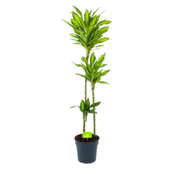 Dracaena Cintho - Op Stam - Drakenbloedboom - P24 H150 - Kamerplant