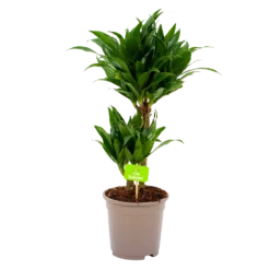 Dracaena Compacta - Op Stam - Drakenbloedboom - P17 H55 - Kamerplant